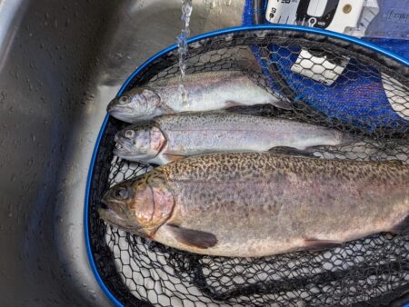 スプーン中心の釣果